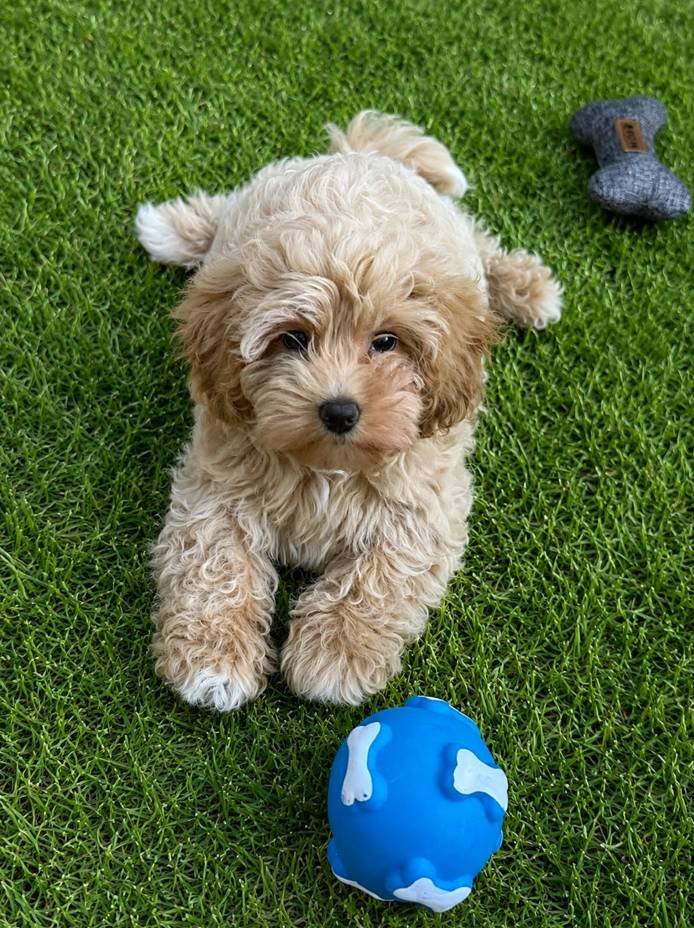 Cachorro de Maltipoo