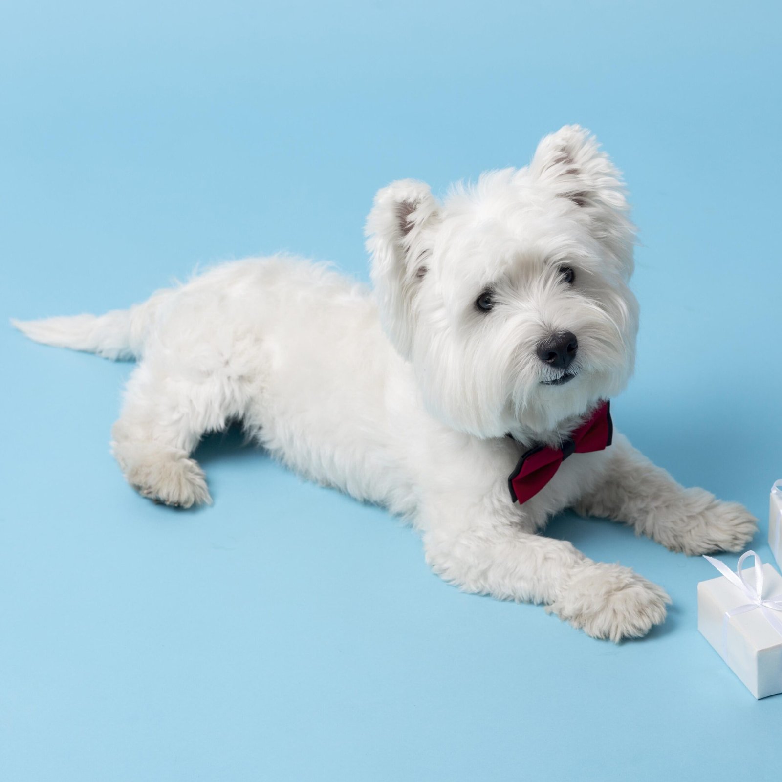 Westie — fotografía ilustrativa de la raza