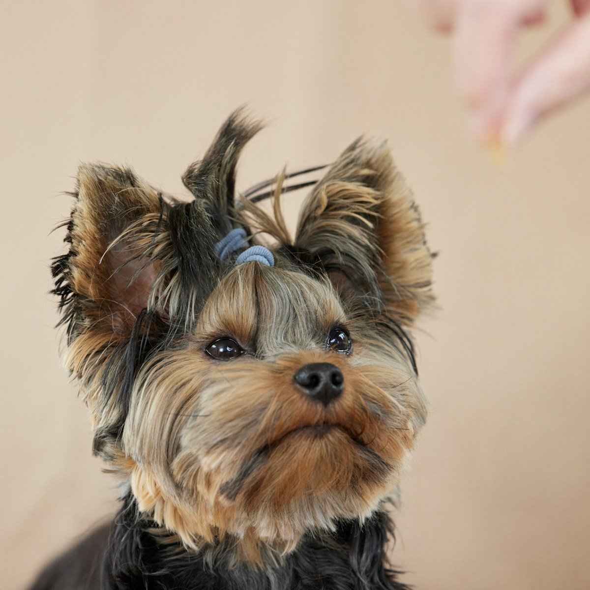Yorkshire Terrier — fotografía ilustrativa de la raza