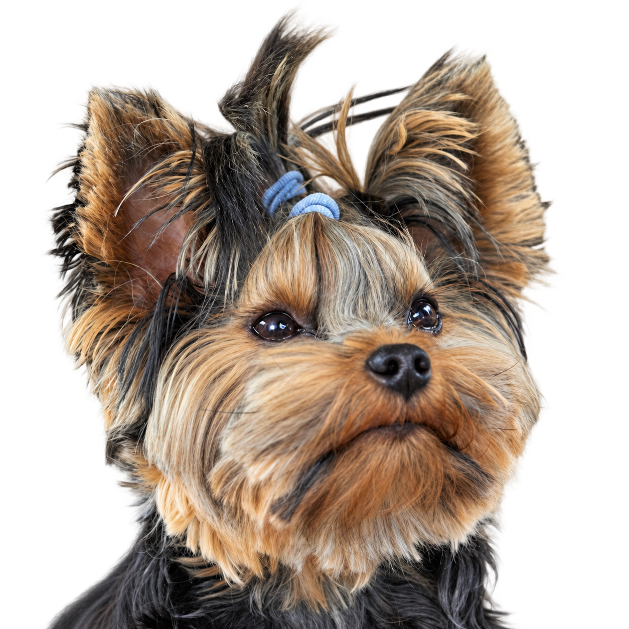 Yorkshire Terrier sin fondo. Fotografía ilustrativa de la raza.
