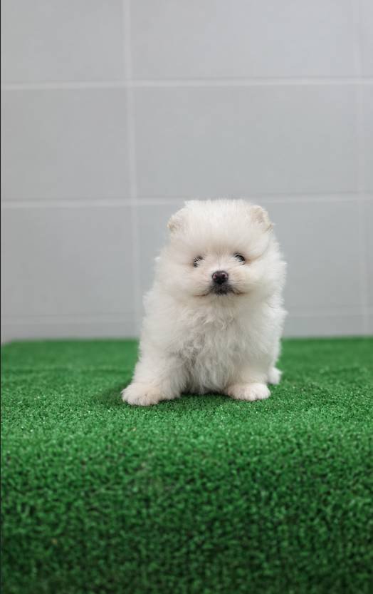 Lucy · Pomerania hembra