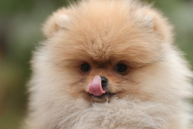 Pomerania — fotografía ilustrativa de la raza