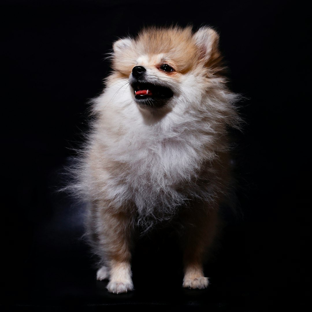 Pomerania — fotografía ilustrativa de la raza
