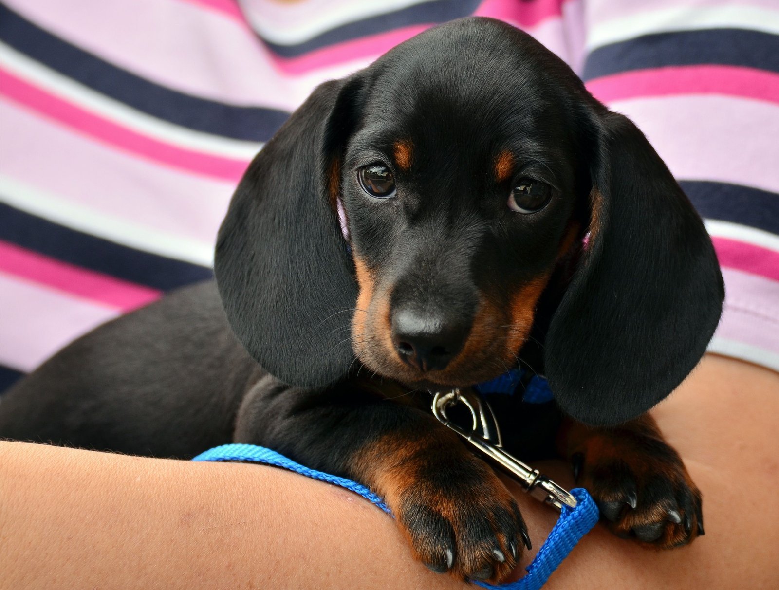 Fotografía de portada de la ficha de Teckel, facilitada por Puppies Aljarafe.